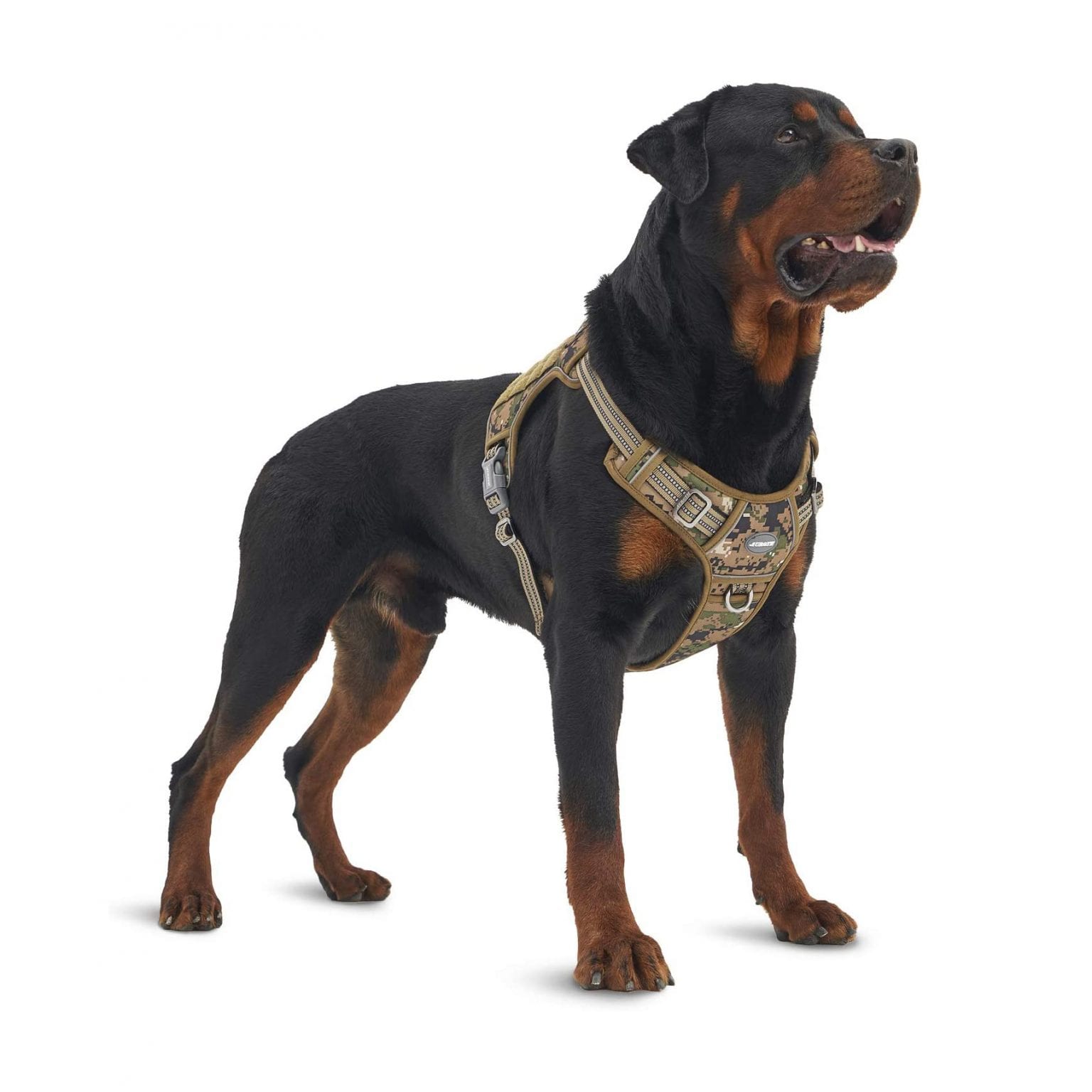 Top 10 Best Tactical Dog Harness in 2020 Reviews | Buyer's Guide